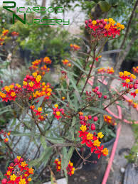 Image result for Asclepias curassavica