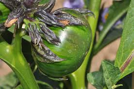 Image result for Solanum macrocarpon