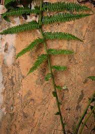 Image result for Pseudocyclosorus