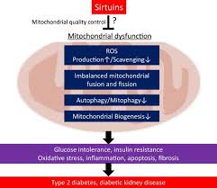 C 1948 rieusset, martin john b. The Impact Of Mitochondrial Quality Control By Sirtuins On The Treatment Of Type 2 Diabetes And Diabetic Kidney Disease Sciencedirect