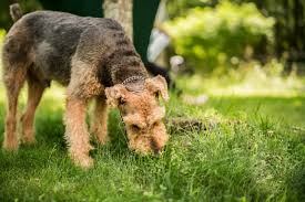 Find out why your dog is eating grass. What S Up Weirdo Examining Why Dogs Eat Grass And Other Strange Stuff Brodie Animal Hospital