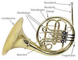 A similar growth, sometimes of hair, as the median horn or horns on the snout of the rhinoceros, or the tusk of the narwhal. Das Horn