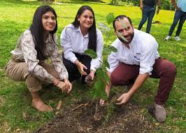 Image result for Carpodiptera