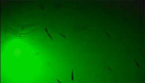 5 Amazing Tips On How To Use Submersible Led Fishing Lights Not Sealed