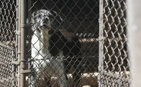 It will include proof of a microchip, rabies vaccination, blood titer test and veterinary certificate. How To Make Hawaii A Covid Free State Honolulu Civil Beat