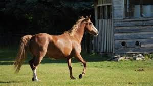 The tennessee walking horse's unique walking gait makes it a favorite ride with beginners, older riders, and riders with back problems. Tennessee Walking Horse Pferdeflusterei Dein Pferdefreundlicher Shop Blog