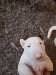 Find bull terriers for sale on oodle classifieds. Miniature Bull Terrier Breeders Near London Ontario
