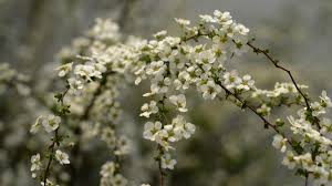 Miercuri, 20 martie, la ora 12 si 29 de minute are loc un fenomen anual: Ce InseamnÄ EchinocÈiu De PrimÄvarÄ Data ExactÄ La Care Fenomenul Astronomic Are Loc Impact