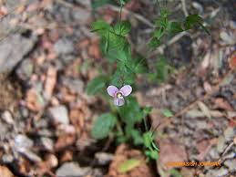 Image result for Canscora diffusa