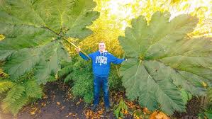 Image result for Gunnera
