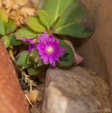 Image result for Corbichonia decumbens