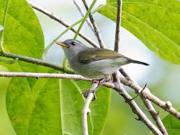 Image result for Phyllocosmus lemaireanus