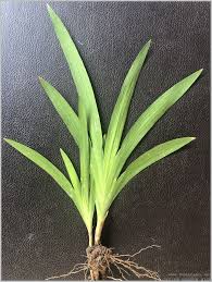 In addition to the spring blooming bulbs most people are familiar with, there are corms, rhizomes, tubers and tuberous roots. Flower Bulb Plants Identification Gardening For Beginners