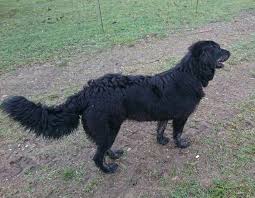 Il pastore maremmano abruzzese è un cane di grande mole, fortemente costruito, di aspetto rustico e nel tempo stesso maestoso e distinto. Cane Da Pastore Silano Wikipedia