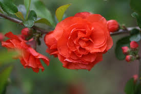 Image result for Buchnera speciosa