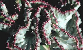 How do you graft a coral cactus? Coral Cactus Growing The Frankenstein Of The Succulent World Epic Gardening