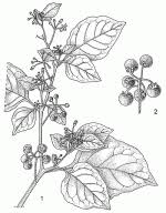 Image result for Solanum scabrum