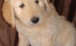 Goldendoodle dogs make affectionate and gentle companion. Goldendoodles Price 850 For Sale In Ocala Florida Best Pets Online
