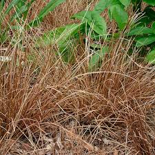 Image result for Carex lycurus