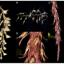 Image result for Diaphananthe lebelii