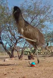 pin by marcia clemon on mika emu australian wildlife animals beautiful creatures