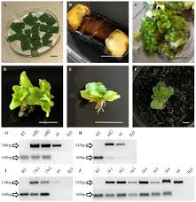 Giải thích cụ thể cơ hội đi tiếp của tuyển việt nam ở vòng loại world cup. Frontiers Transgenic Kalanchoe Blossfeldiana Containing Individual Rol Genes And Open Reading Frames Under 35s Promoter Exhibit Compact Habit Reduced Plant Growth And Altered Ethylene Tolerance In Flowers Plant Science