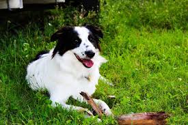 Border collie mixed with boxer puppies need a lot of physical and mental stimulation as they possess high energy levels. Border Aussie Border Collie Australian Shepherd Mix Info Pics Facts Doggie Designer