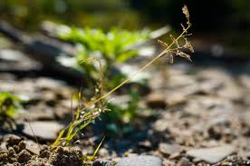 Image result for Eragrostis minor