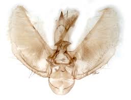 Image result for Eupithecia tenuiata