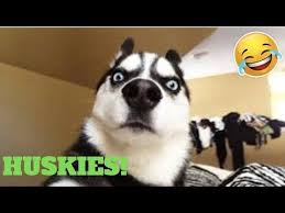 Funny Animal Videos Youtube Dog Quotes Funny Funny Cat Memes Funny Husky Meme