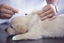 If you require a quick pcr test, however, nyu langone health might be your best option. Dog Vaccine Pricing Tender Loving Care Veterinary Services Supplies Llc