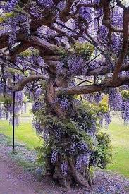 Pin By Beatrice On Gardening Landscape Wisteria Tree Dream Garden Beautiful Tree