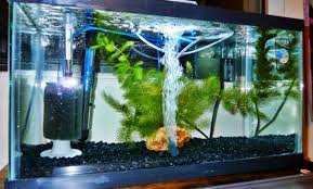 Kisaran harga filter aquarium air tawar merk jebo 501 Cara Memelihara Ikan Guppy Dengan Baik Dan Benar Suka Ikan