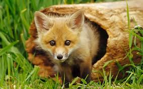 Baby Fox Wallpaper Para Android Apk Baixar