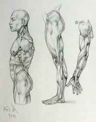 Anatomiya Cheloveka Telo Ruka Noga V Profil Figur Cizimleri Eskiz Anatomi Cizimi