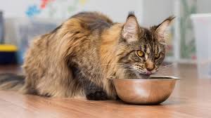 Royal canin dewasa maine coon. 12 Makanan Kucing Maine Coon Dewasa Kitten Terbaik 2021