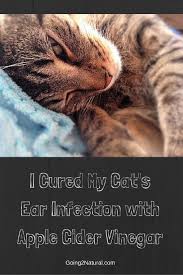 Of honey with hot water (one cup) and drinking the resultant solution twice every day in the morning and night. I M Going To Have To Try This For Zelda As The Medication The Vet Gave Is Causing More Irritation Cat Ear Infections Ear Infection Home Remedies Ear Infection