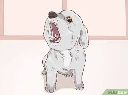 See full list on wikihow.com How To Communicate With Your Dog With Pictures Wikihow