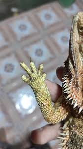 Why are my snakes scales falling off? Yellow Fungus In Bearded Dragon Yellow Fungus Bearded Dragon Proper Hygiene