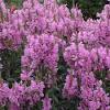 More images for physostegia pink manners » 1