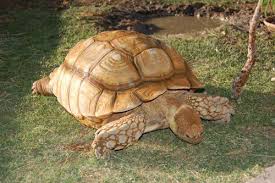 Sulcata Tortoise Care Sheet