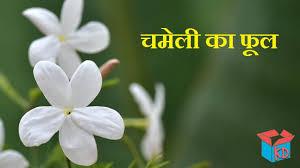 Flowers name in hindi|सभी फूलों के नाम हिंदी में।list of flower names english to hindi. Jasmine Flower Information In Hindi à¤šà¤® à¤² à¤• à¤« à¤² Knowledge Dabba