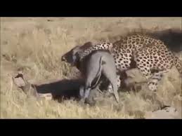 Leopar Domuzu Canli Canli Yiyor Youtube