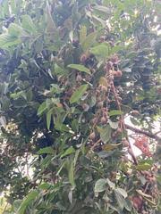 Image result for Opilia amentacea