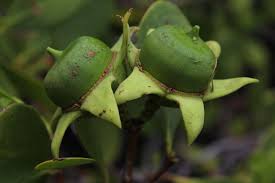 Image result for Sonneratiaceae