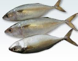 This mildness also means it doesn't have the distinct scent that comes from a can of tuna, if that's the. Ayala Mackerel Kozhiyala Horse Mackerel Service Provider From Thiruvananthapuram
