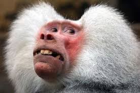 Funny Animals Today 8 Photos Awkward Animals Funny Animal Faces Monkeys Funny