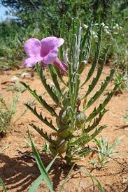 Image result for Pterodiscus aurantiacus