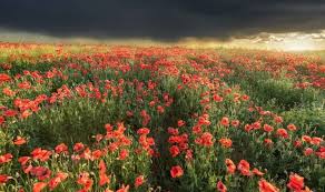 Manchester united have been remembering their flowers of manchester, the eight players who died in munich on 6 february 1958 on the way home from a european cup today we remember the tragedy of munich. Remembrance Day 2020 What Is The Origin Of Lest We Forget Express Co Uk