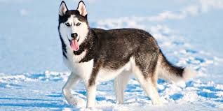 The price of a husky will depend on the pedigree and breed standards. Siberian Husky Information Temperament Photos Dogexpress
